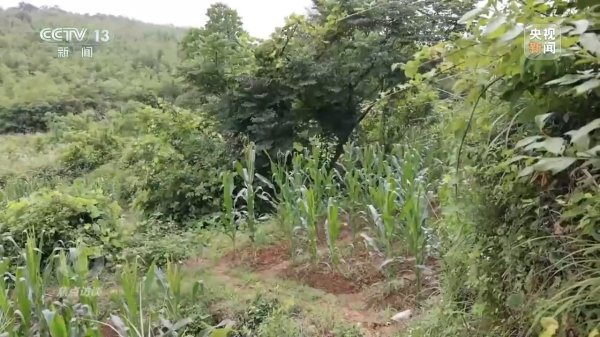 金砖财富 焦点访谈丨如何端稳中国饭碗&#32;构建田美、粮安、村兴的和美景象？